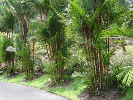 Hilo zoo palm trees
